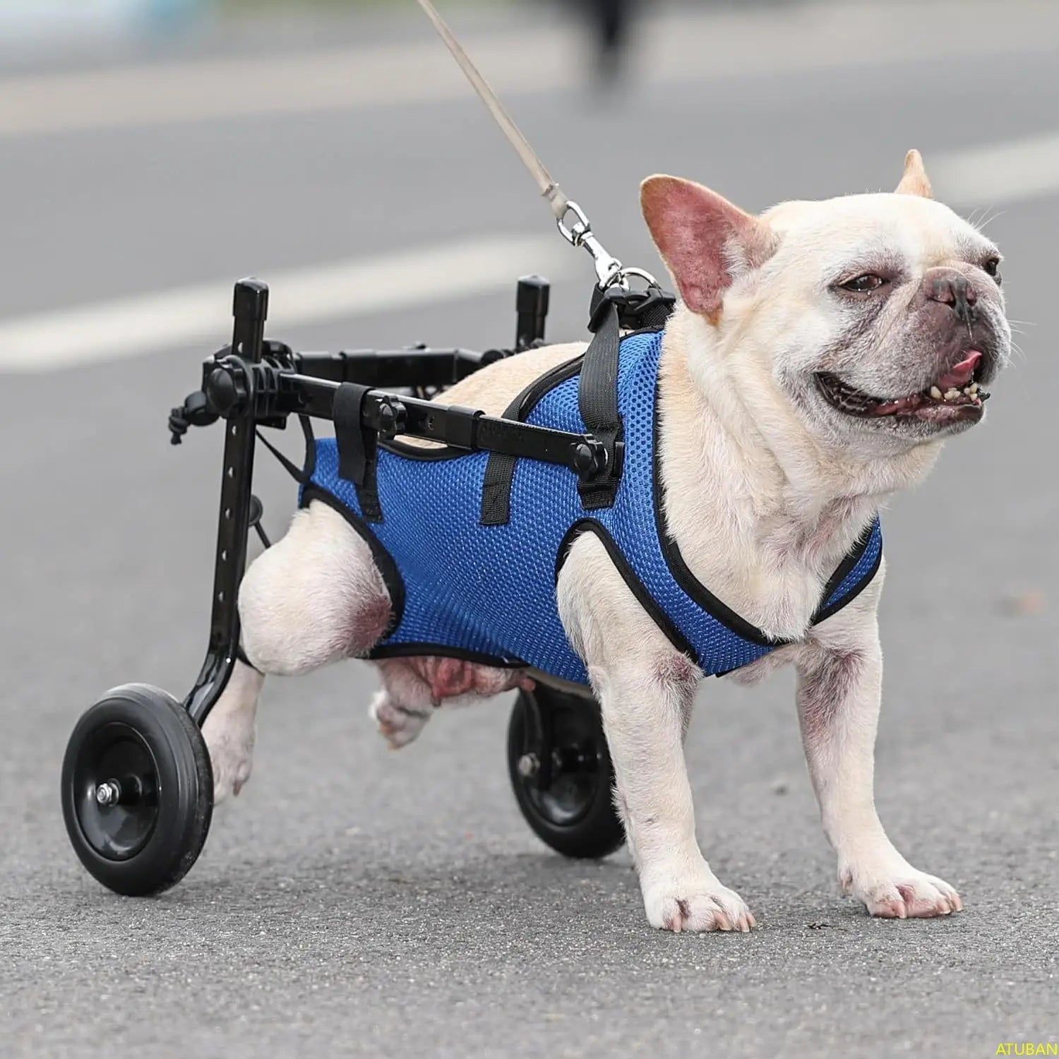 Small Dog Wheelchair, Adjustable Dog Wheelchairs-Mobility Aids for Disabled Pets, Suitable for Pets Weighing 8-20 Pounds