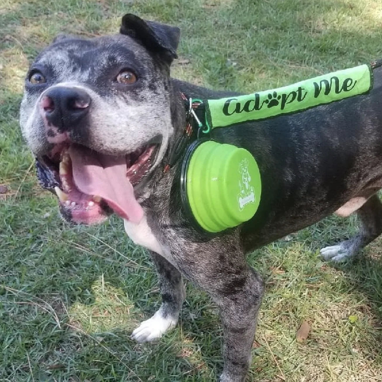 2 Pack XL 34Oz Collapsible Travel Bowls for Larger Pets